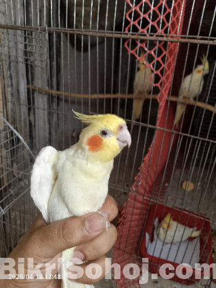 Cocatail breading pair